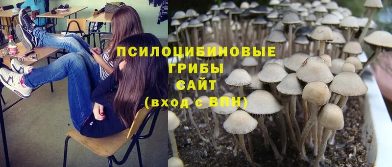 МЕГА как зайти  Кизел  Псилоцибиновые грибы Cubensis 